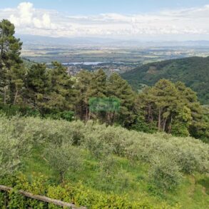 Rustico in 300 mq di terreno con 180 olivi