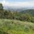Rustico in 300 mq di terreno con 180 olivi