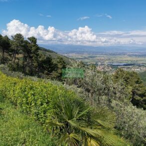 Rustico in 300 mq di terreno con 180 olivi
