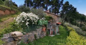 Rustico in 300 mq di terreno con 180 olivi