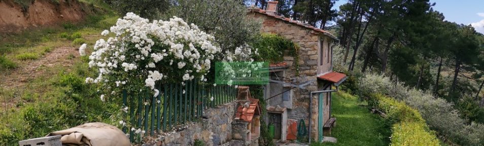 Rustico in 300 mq di terreno con 180 olivi